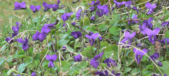 violettes.jpg